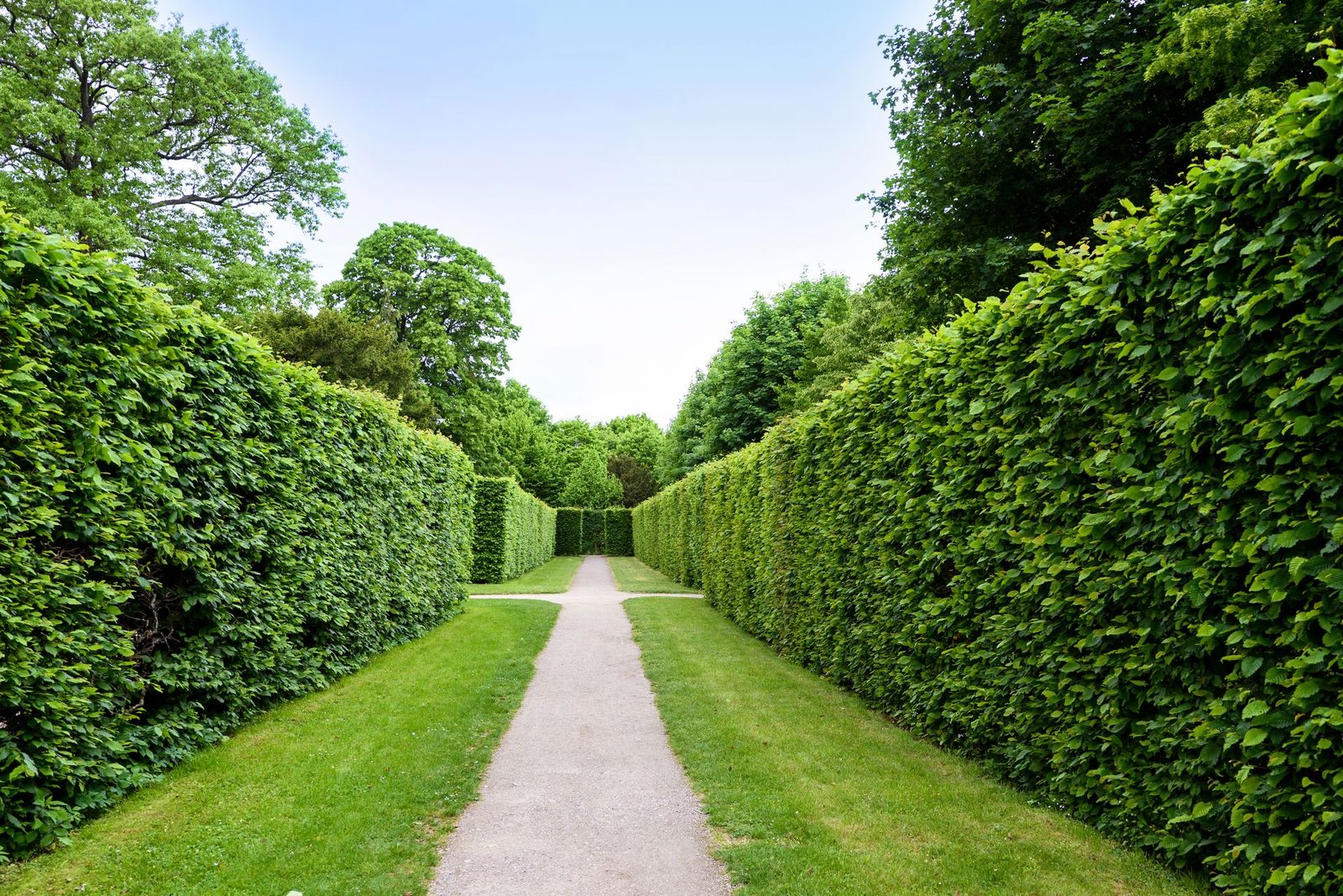 Shaped hedges and planting