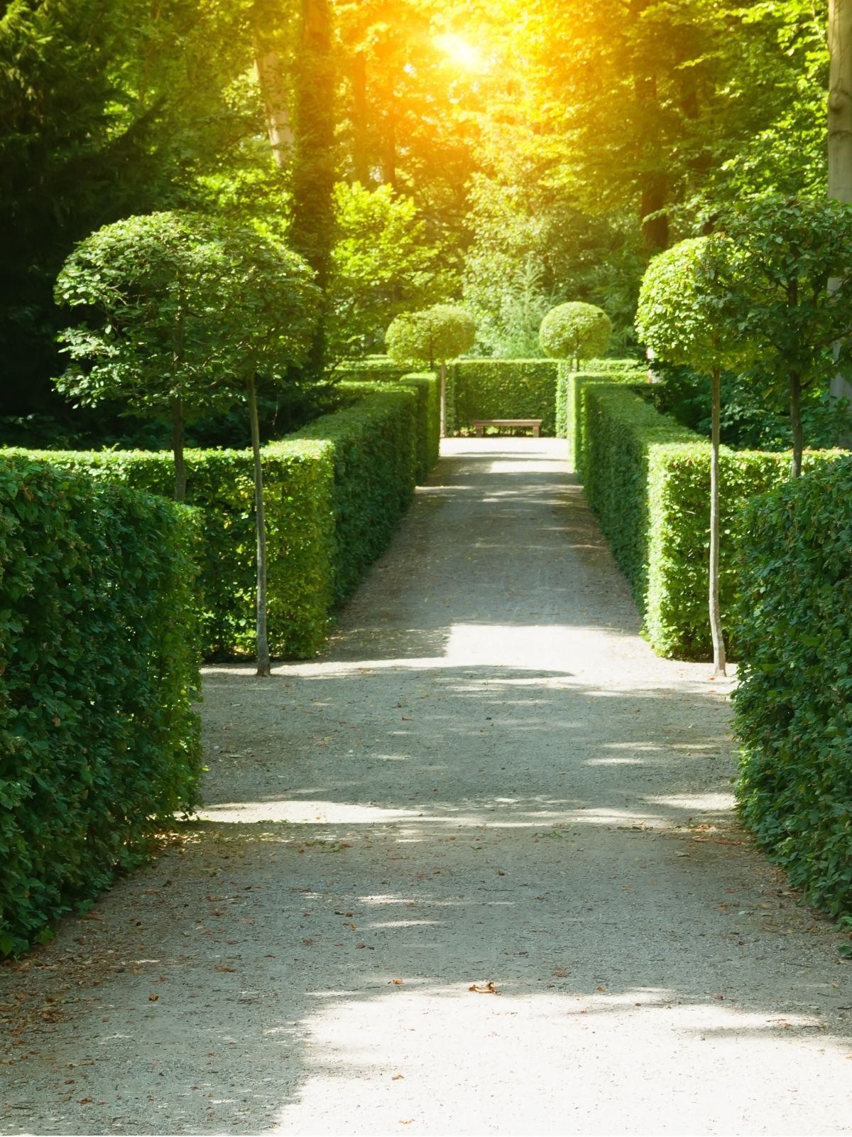 Hedges and planting