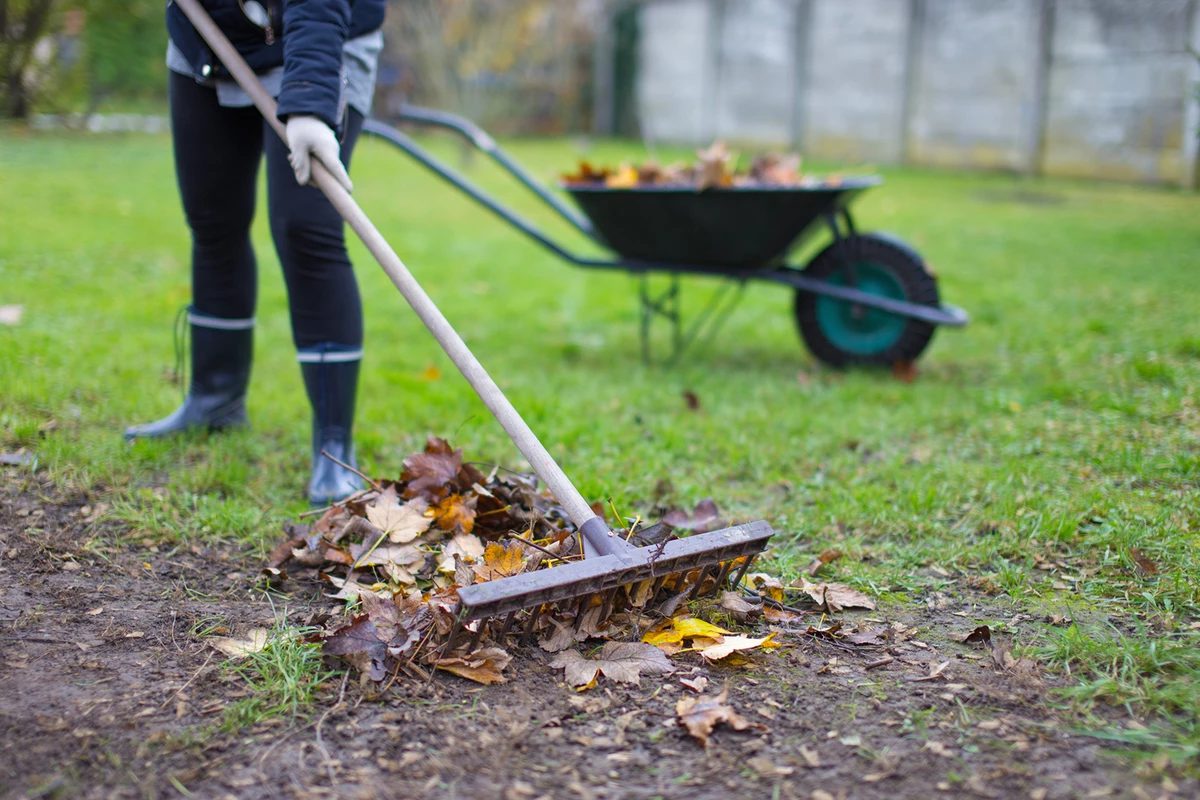 Seasonal yard clean-up