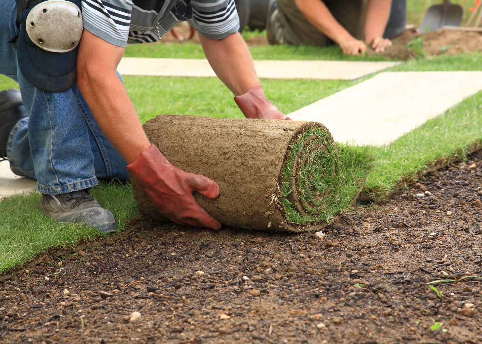 Landscaped yard